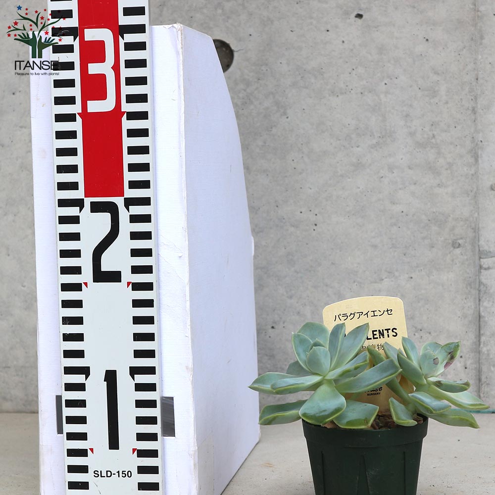パラグアイエンセ 【多肉植物 2.5号鉢／1個売り】｜ 【植物の