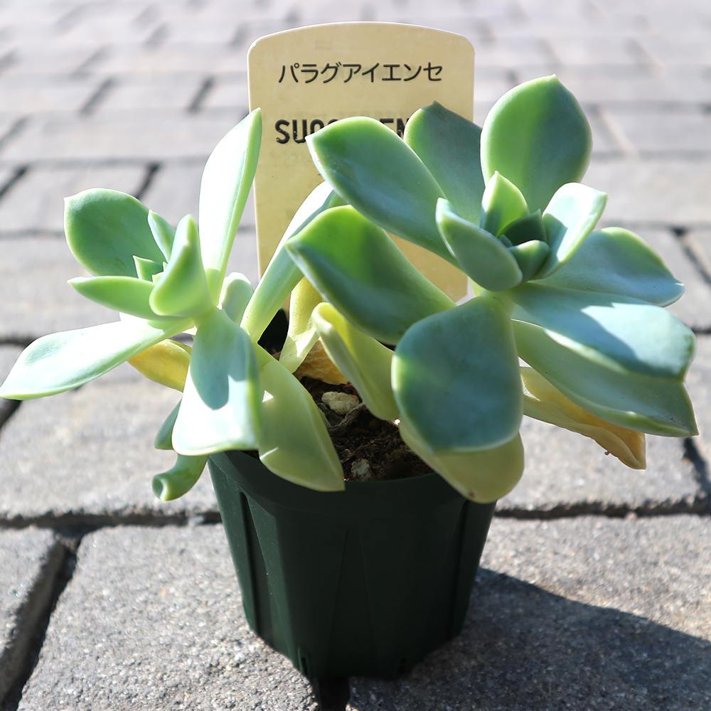 パラグアイエンセ 【多肉植物 2.5号鉢／1個売り】