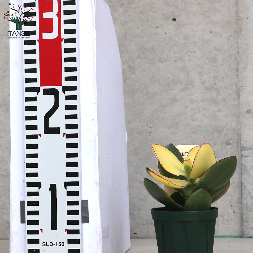 新品「多肉植物の欲しがる植木鉢」2.5号相当 特価24個セット 送料無料！ 多肉植物の欲しがる植木鉢 SMS-（2.5号相当） 24個セット