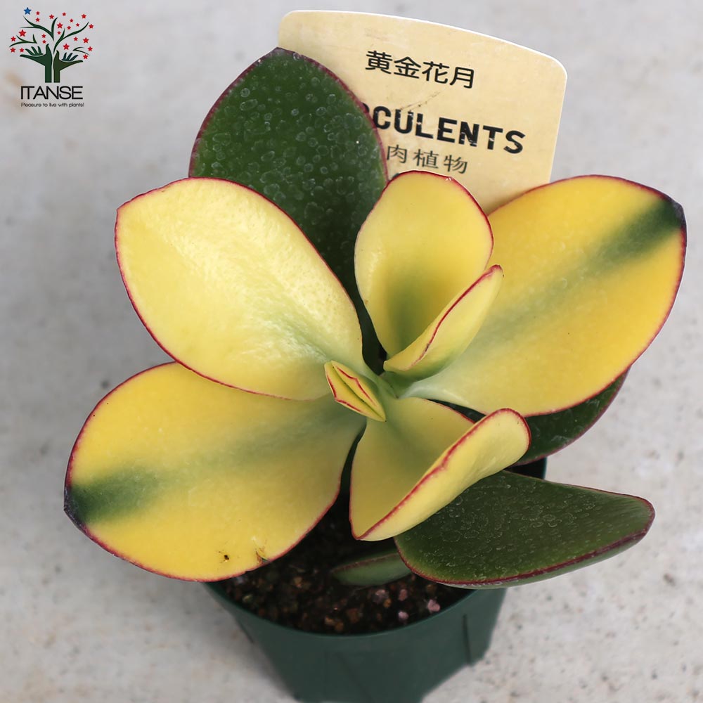 クラッスラ・黄金花月【多肉植物 2.5号鉢／1個売り】｜ 【植物の