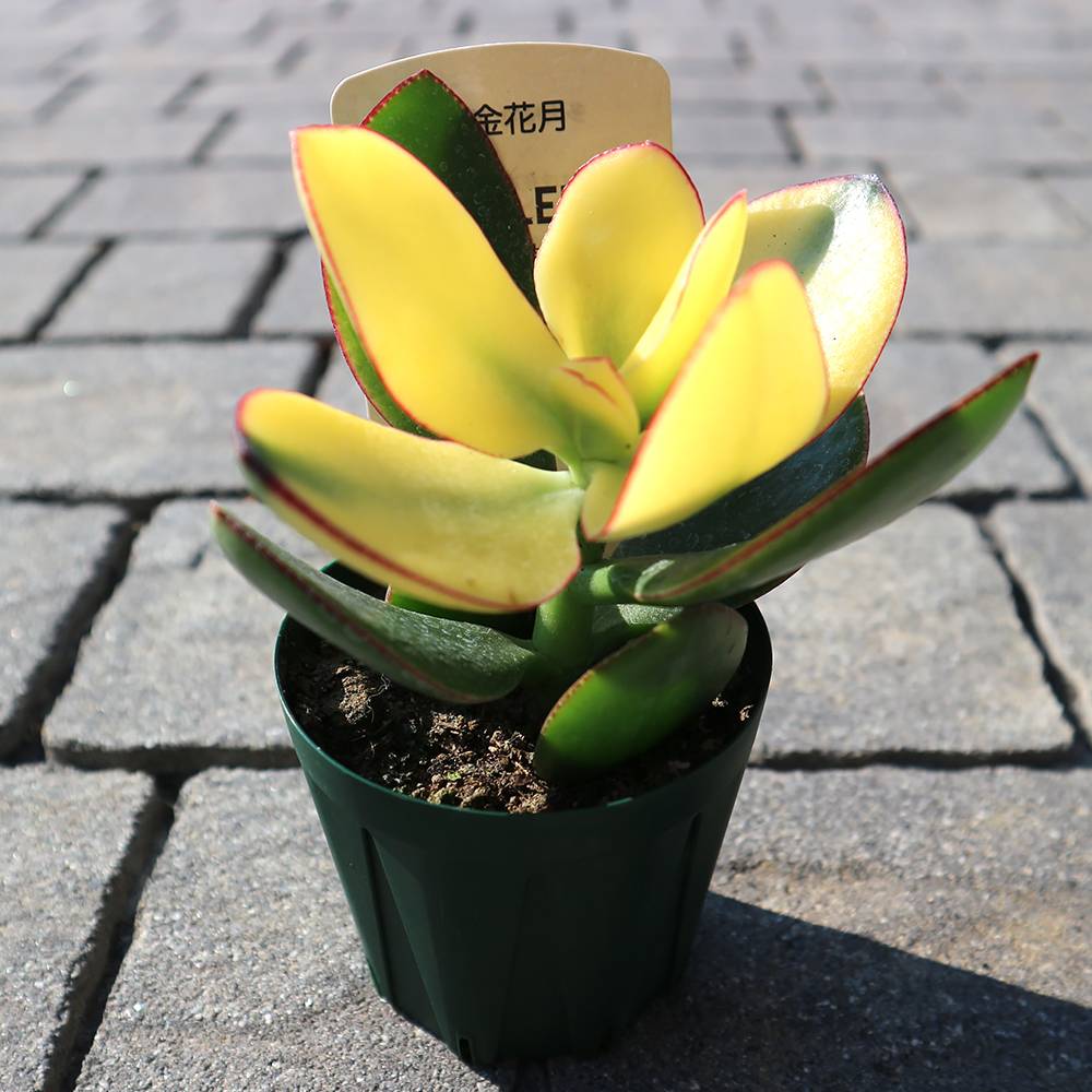クラッスラ・黄金花月【多肉植物 2.5号鉢／1個売り】