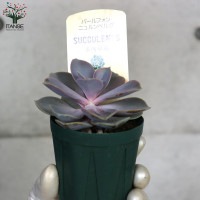ITANSE良品セレクト通販
