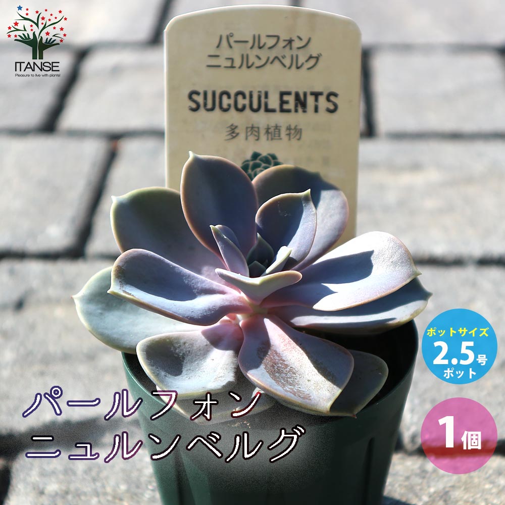 エケベリア・パールフォンニュルンベルグ【多肉植物 2.5号鉢／1個売り】