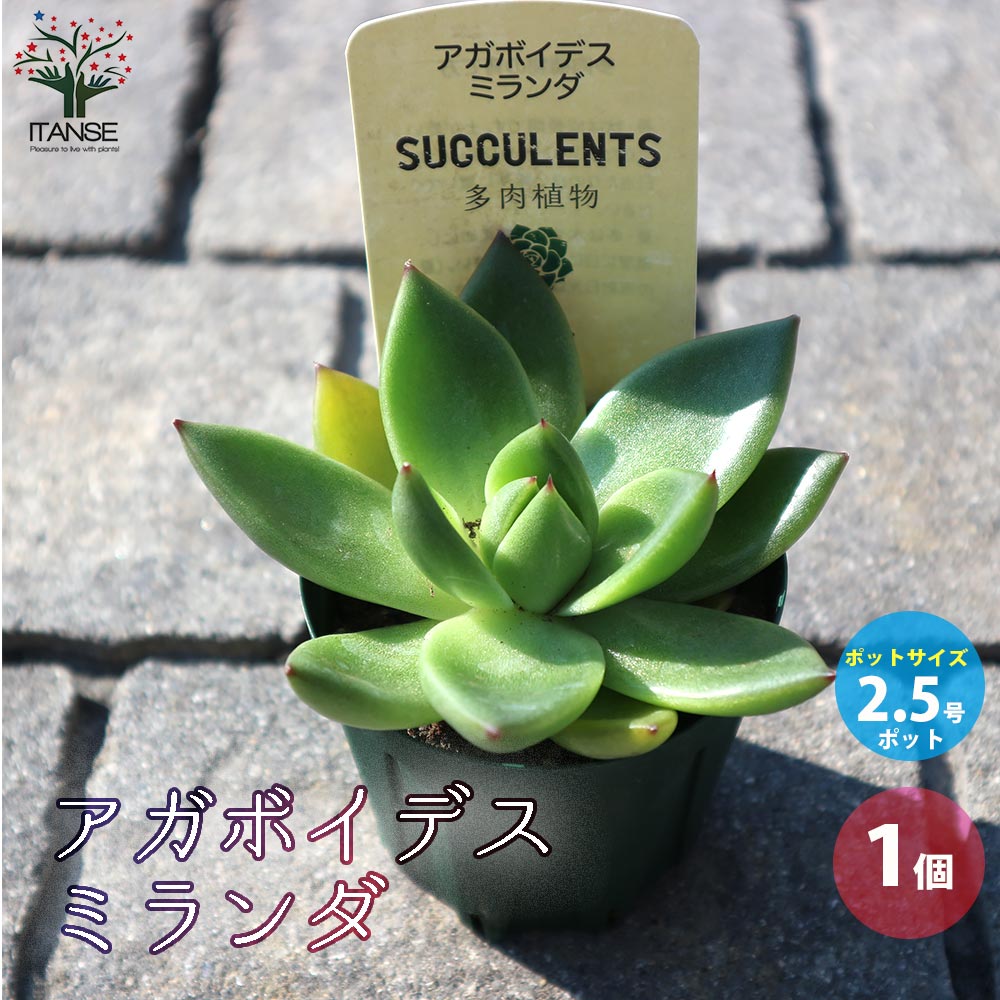 エケベリア・アガボイデス ミランダ【多肉植物 2.5号鉢／1個売り】