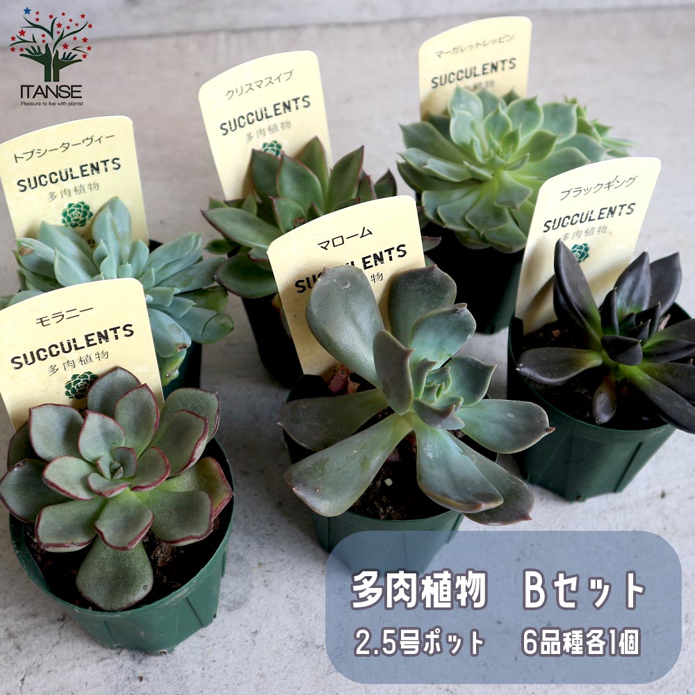 Bセット 6品種各1個 合計6個セット【セット内容：モラニー