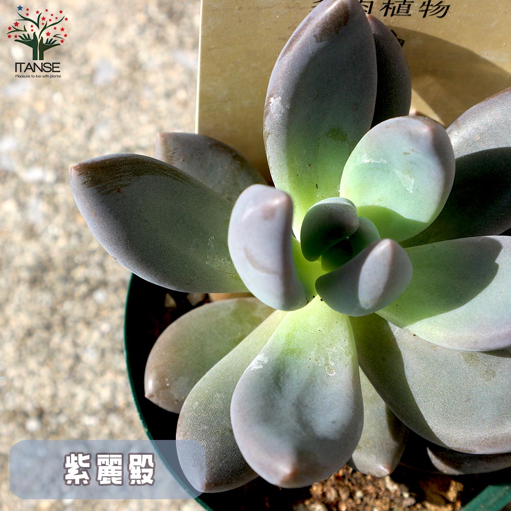 Cセット 6品種各1個 合計6個セット【セット内容：パープリルム