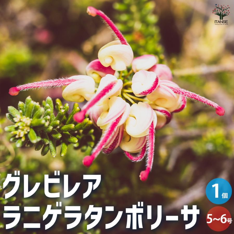 グレビレア・ラニゲラタンボリーサ【庭木 5～6号鉢／1個売り】