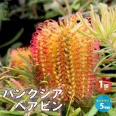 バンクシア・ヘアピン【庭木 5号スリット鉢大苗／1個売り】|植木・花木