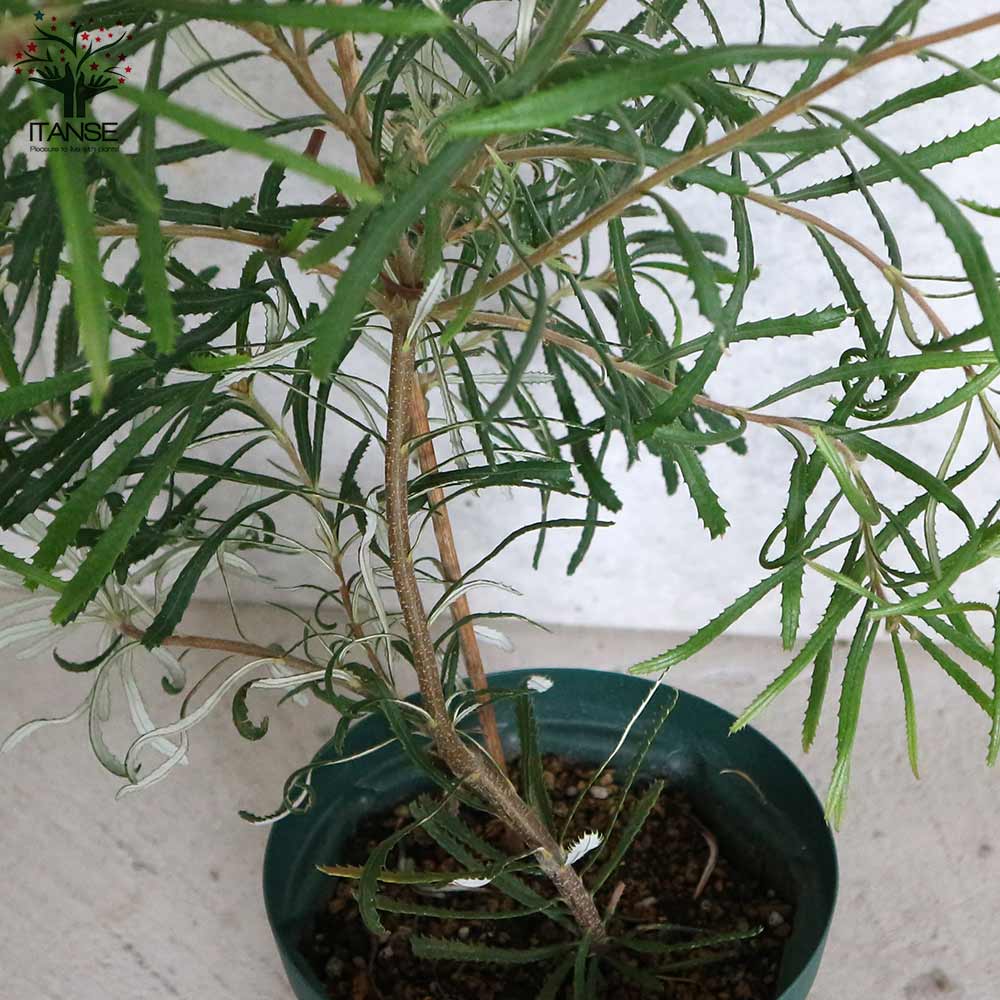 バンクシア・ヘアピン【庭木 5号スリット鉢大苗／1個売り】｜ 【植物の