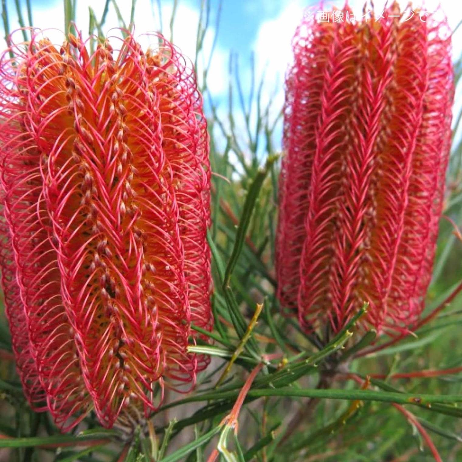 バンクシア・オキシデンタリス (レッドスワンプバンクシア) 【庭木 5号