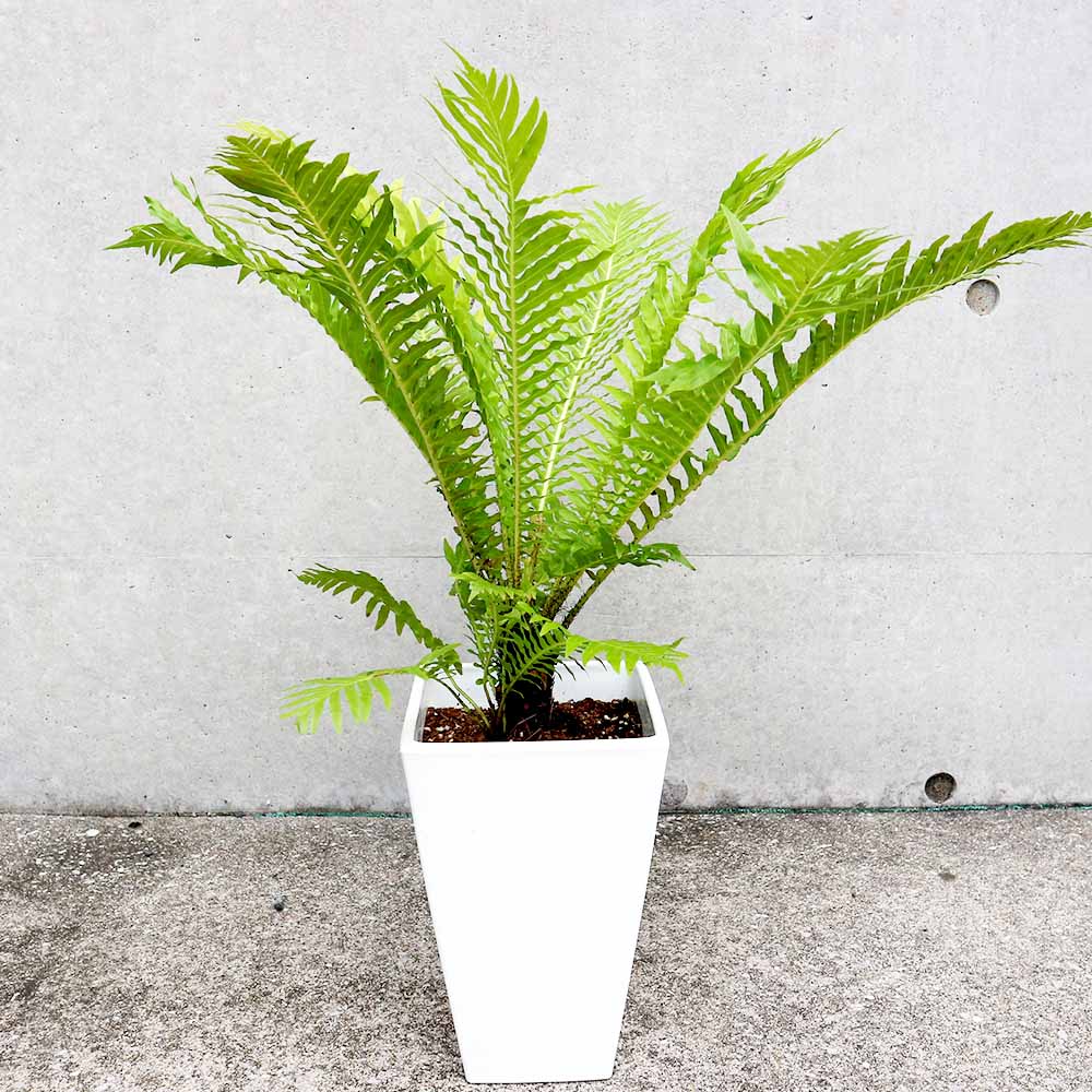 ヒリュウシダ 【観葉植物 6号スクエア鉢／1個売り】