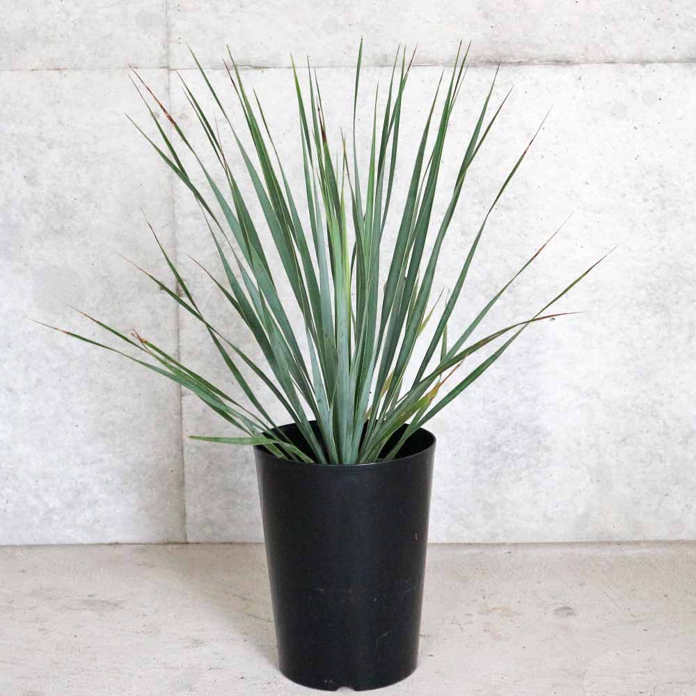 ユッカ・ロストラータ【観葉植物 5～6号鉢／1個売り】｜ 【植物の