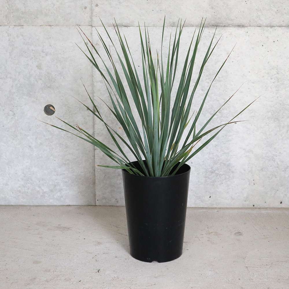 ユッカ・ロストラータ【観葉植物 5号鉢／1個売り】