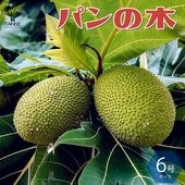 パンの木(パンノキ) 【果樹の苗木 6号鉢 熱帯果樹／1個売り】|果樹苗
