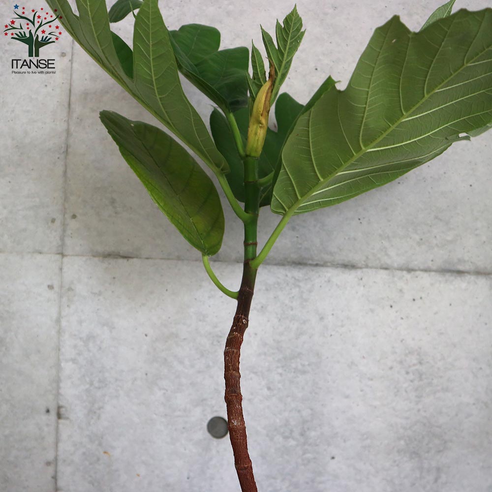 パンノキ　145cm 鉢　大鉢　観葉植物　ハワイ　レア　人気　グリーン　パンの木 615iipC3c5L._AC_UF350,