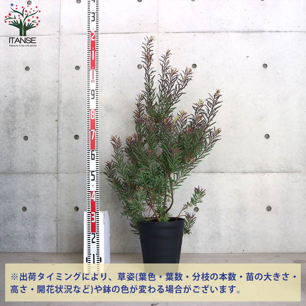 リューカデンドロン・ジプシーレッド【庭木 8号大苗／1個売り