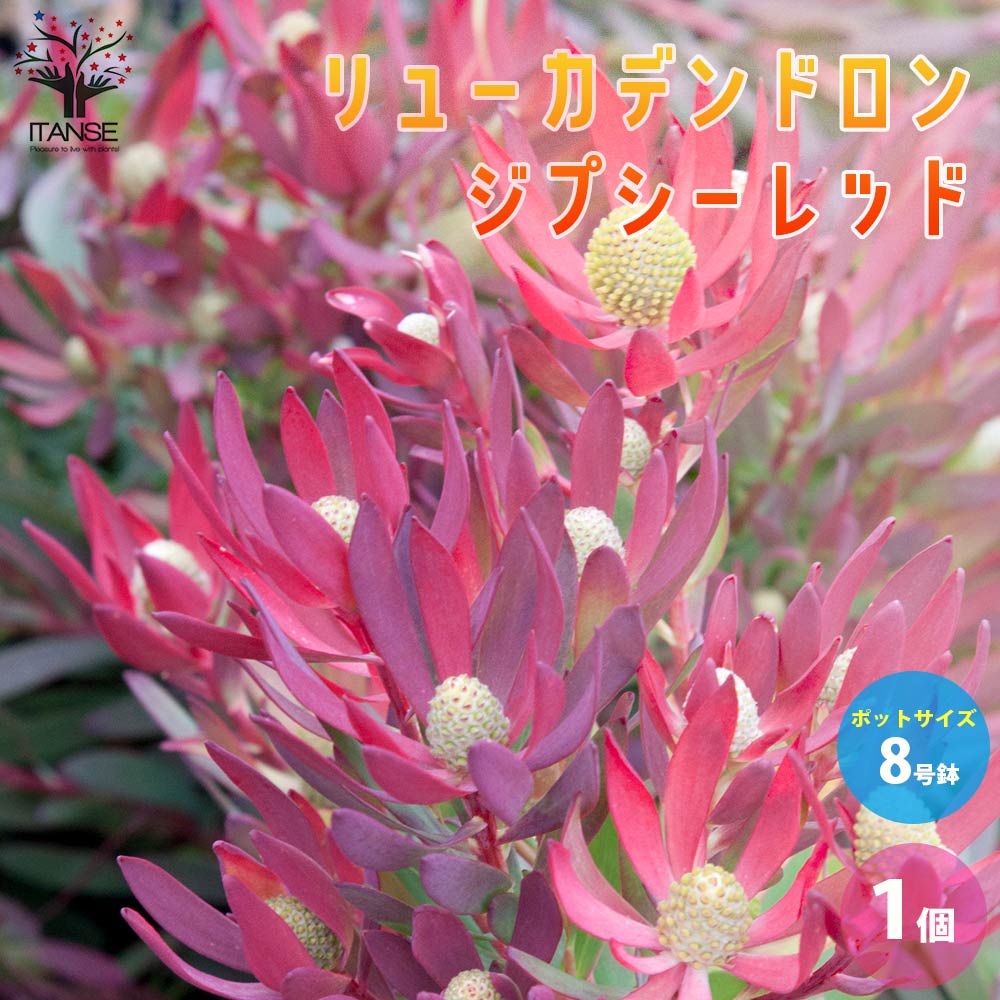 リューカデンドロン・ジプシーレッド【庭木 8号大苗／1個売り