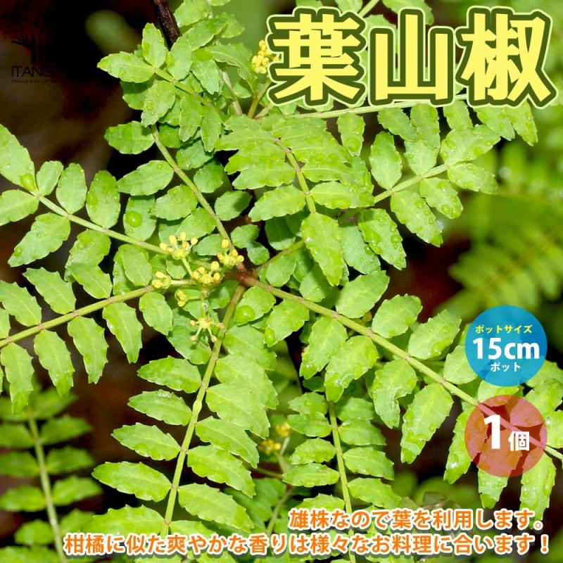 天然山椒・雌確定株　樹高60㌢の成株 天然山椒・雌確定株 樹高60㌢の成株 楽天市場】山椒 苗 雌