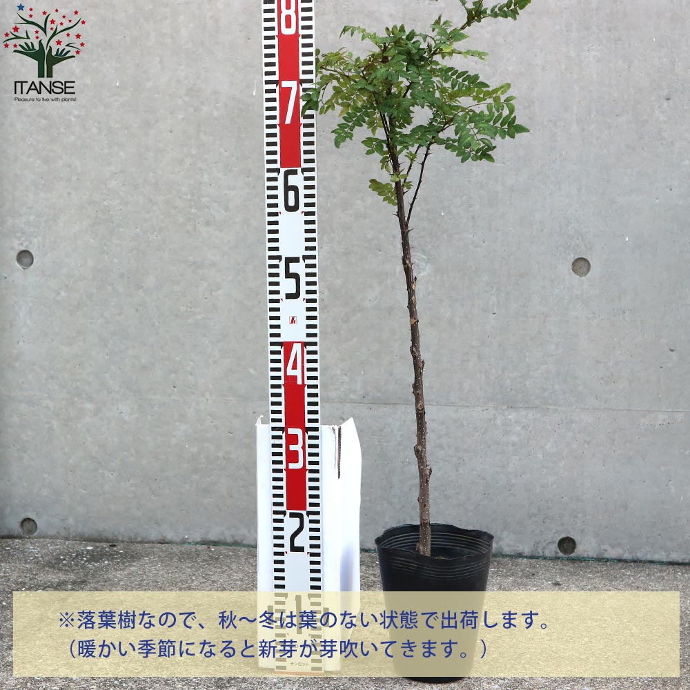 チビ葉山椒　山椒　苗　苗木　香味野菜 チビ葉山椒 山椒 苗 苗木 香味野菜 苗
