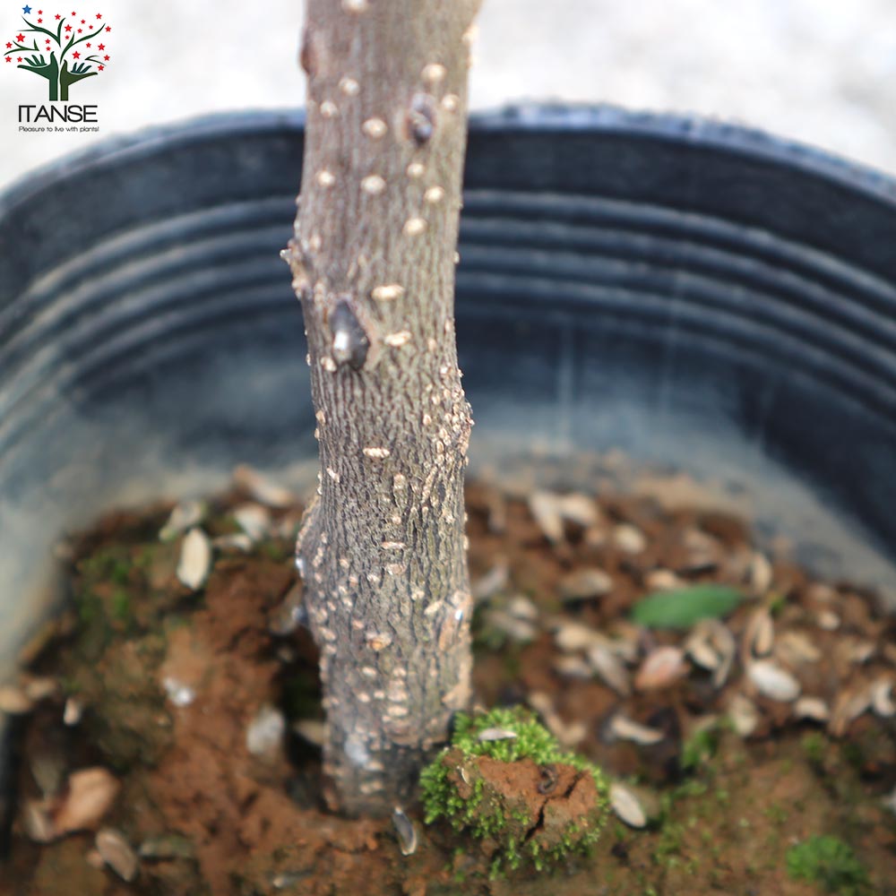 サンショウ　抜き苗　S サンショウ（抜き苗）山椒 サンショウ苗木 - メルカリ