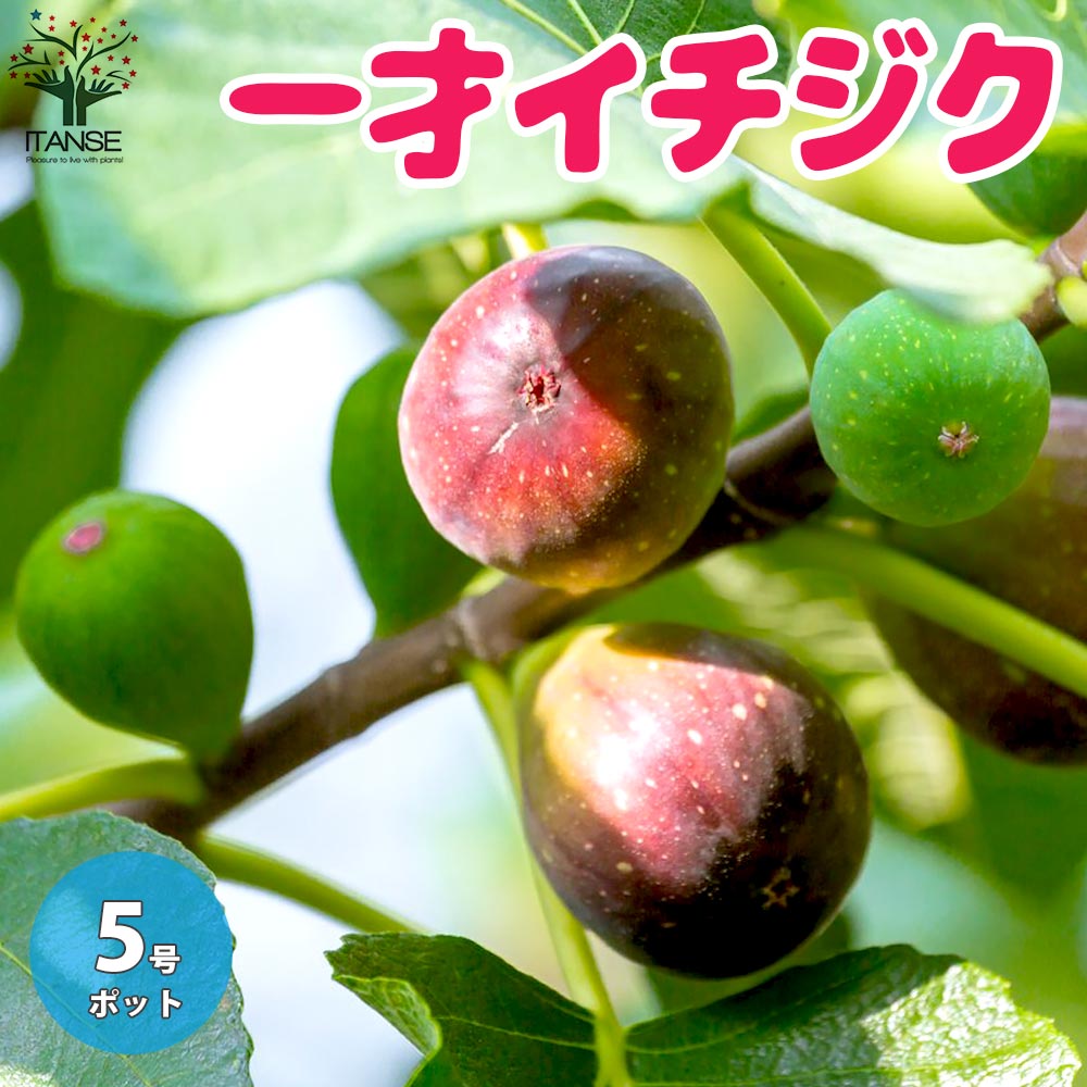 一才イチジク 【果樹の苗木 5号鉢／1個売り】