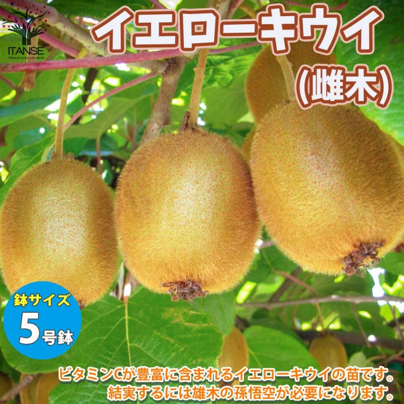 キウイの苗木 ゴールデンキング 【果樹の苗木 4.5号ポット／1個売り