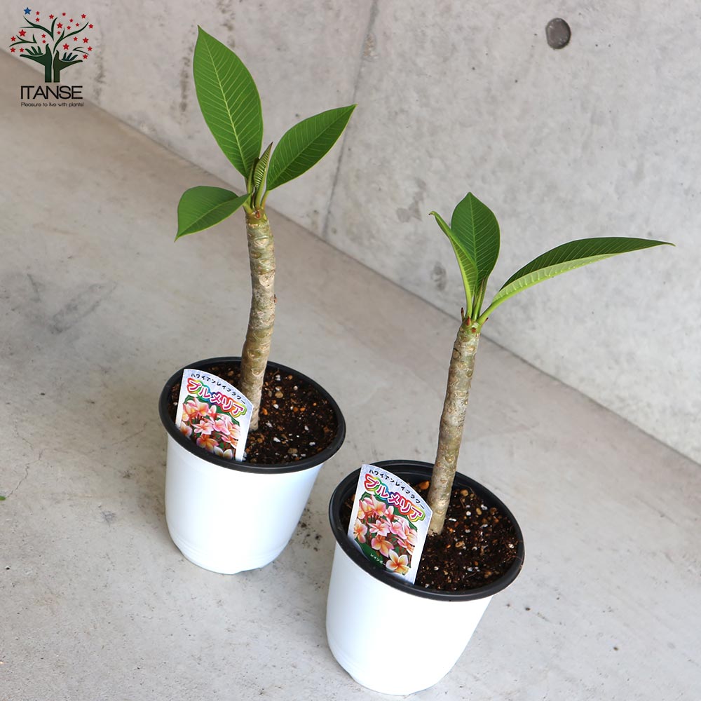 プルメリア レインボー【庭木 4号鉢 熱帯花木苗／1個売り】｜ 【植物の