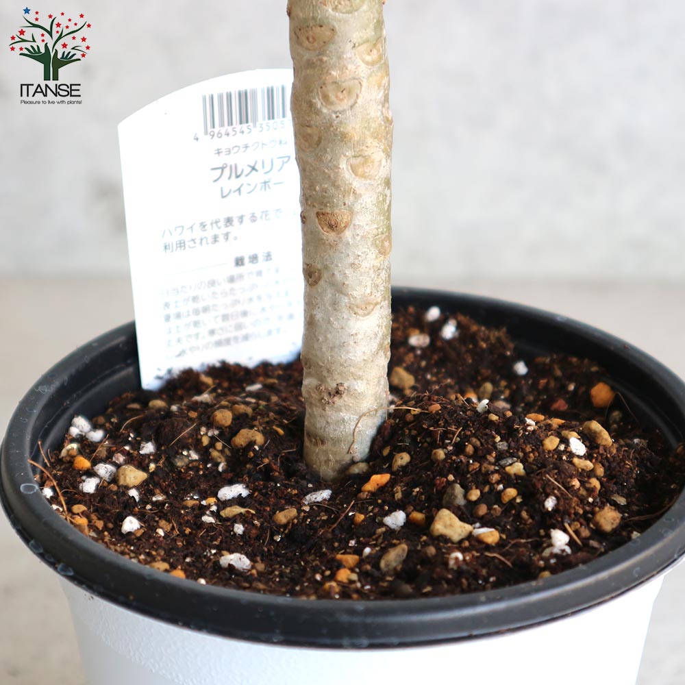 プルメリア レインボー【庭木 4号鉢 熱帯花木苗／1個売り】｜ 【植物の