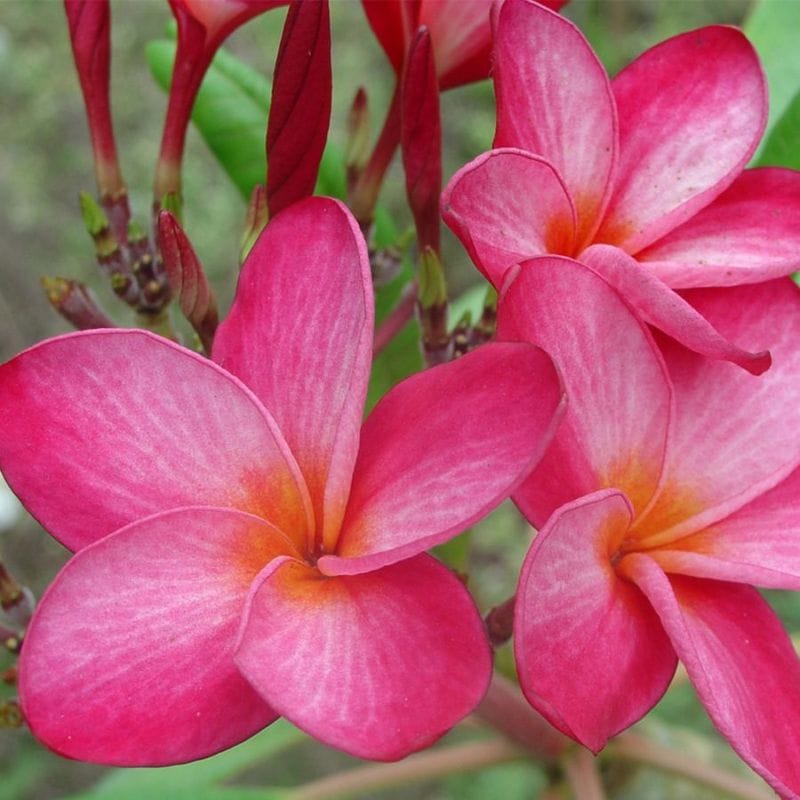 プルメリア苗木 ピンク系 【花木苗 3.5号】｜ 【植物のITANSE