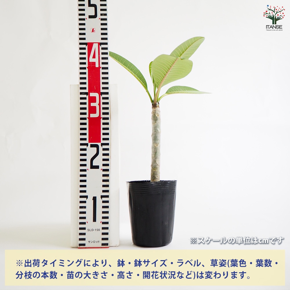 プルメリア レッド系【庭木 3.5号鉢 熱帯花木苗／1個売り】｜ 【植物の