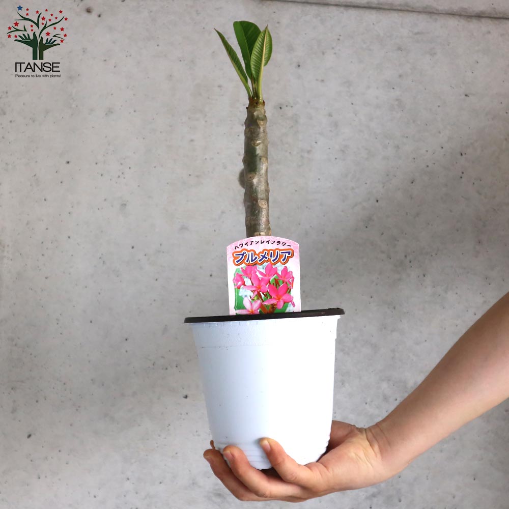 プルメリア レッド【庭木 4号鉢 熱帯花木苗／1個売り】｜ 【植物