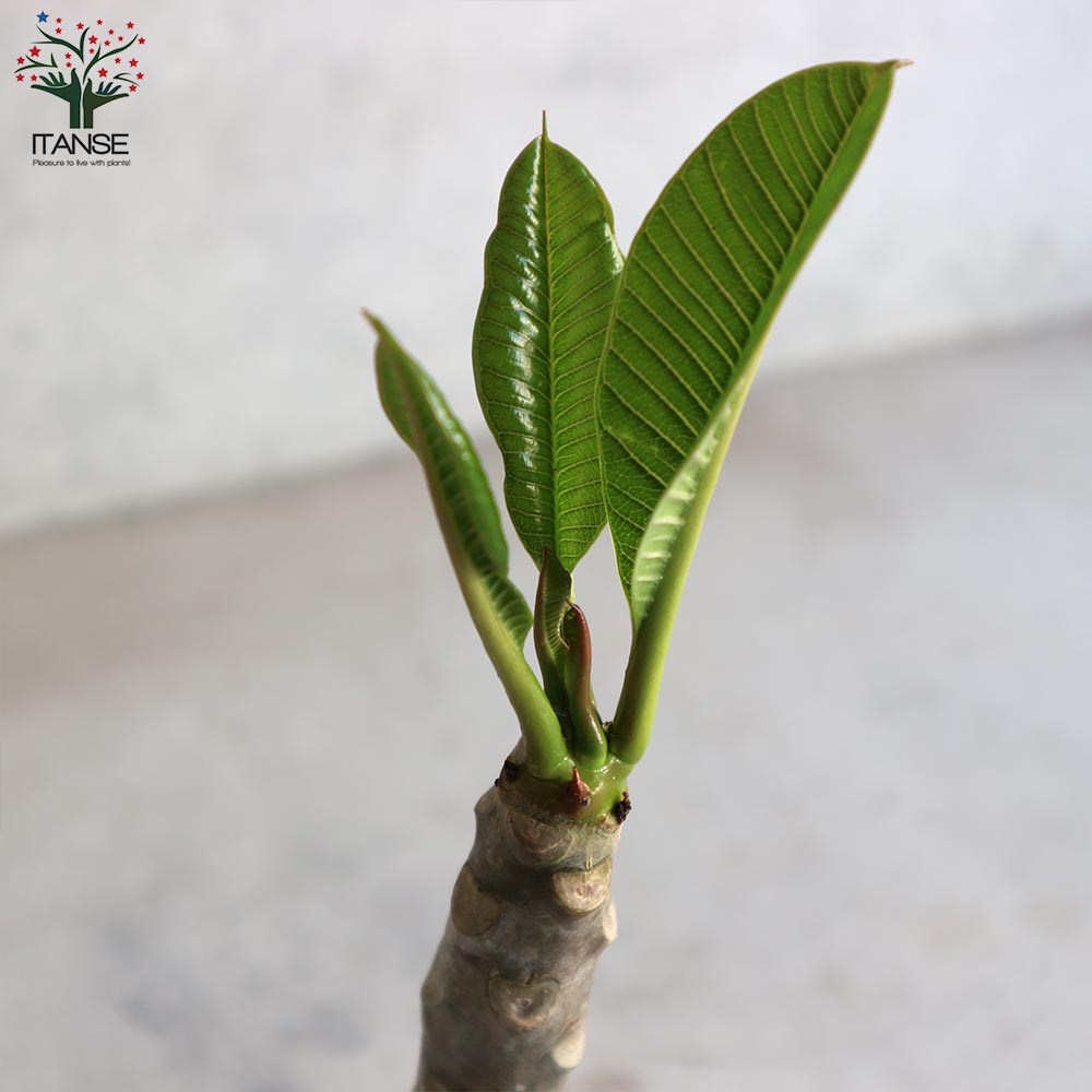 プルメリア Red Jamaica先端接木 プルメリア Red Jamaica先端接木 プルメリア Jamaica Fire