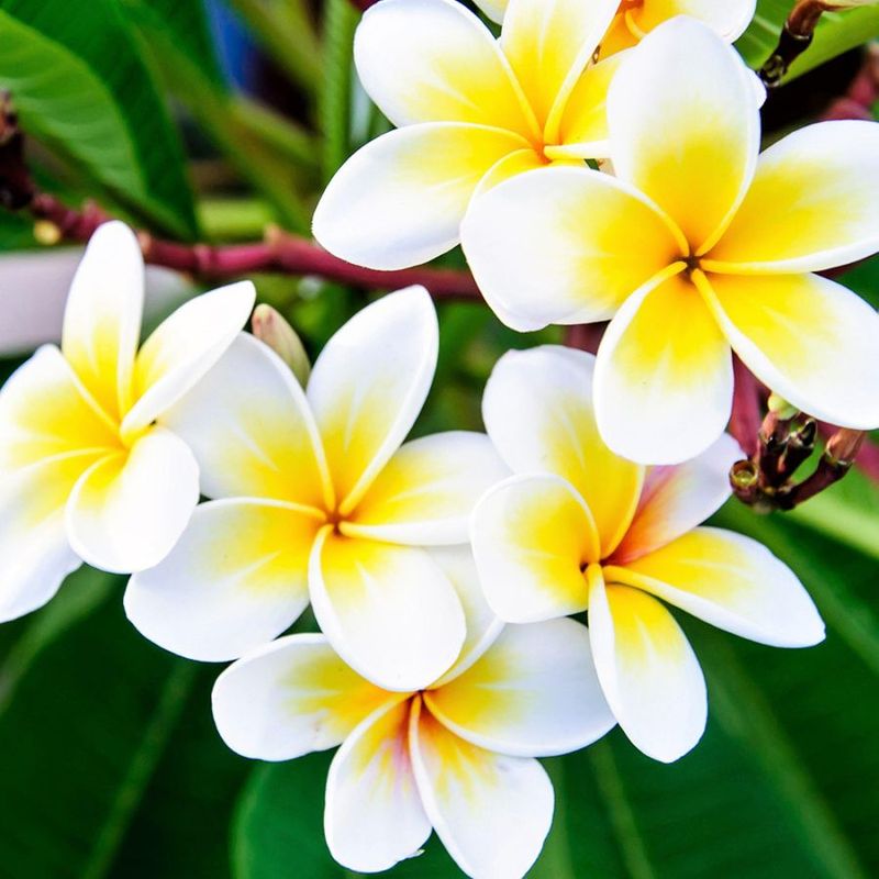 プルメリア苗木　花木 プルメリア苗木 ピンク系 【花木苗 3.5号】｜ 【植物のITANSE