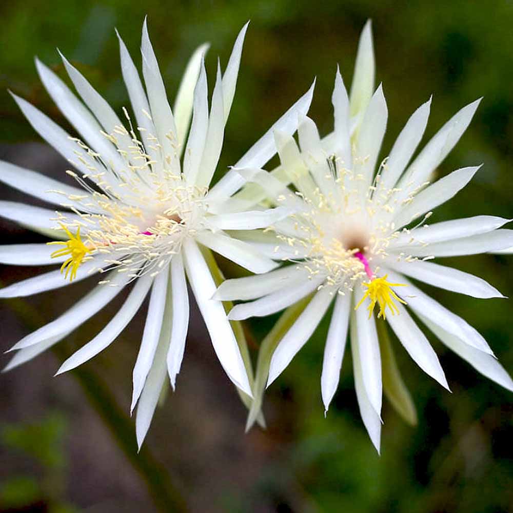 月下美人・宵待孔雀(よいまちくじゃく)【多肉植物 6号鉢／1個売り】