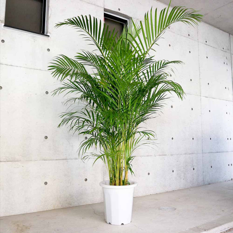 ヤシ｜【植物のITANSE】全品送料無料・即出荷!
