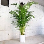 アレカヤシ 【観葉植物 10号大鉢:尺鉢大型／1個売り】|観葉植物