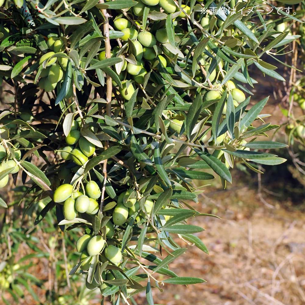Bohlin1920⑰⑫オリーブの木『ピクアル』『マンザニロ』2苗木セット Bohlin1920⑰⑫オリーブの木『ピクアル』『マンザニロ』2苗木セット