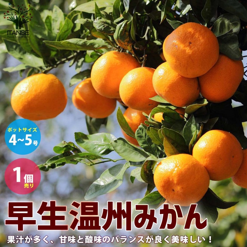 楽天市場】とにかく根がガッチリ！ 温州みかん 「ゆら早生