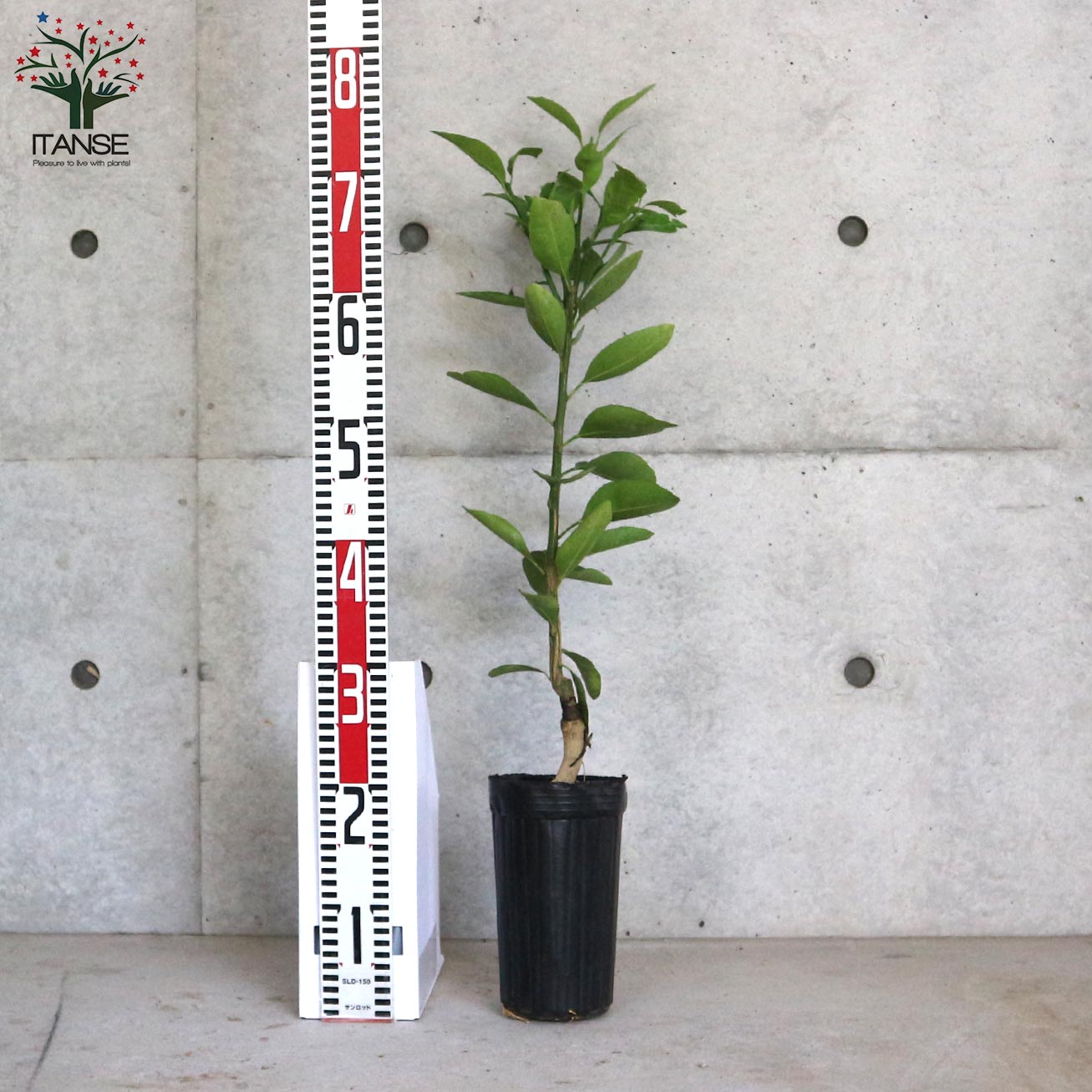 みかんの苗 早生温州みかん【果樹の苗木 4～5号ポット 接木苗