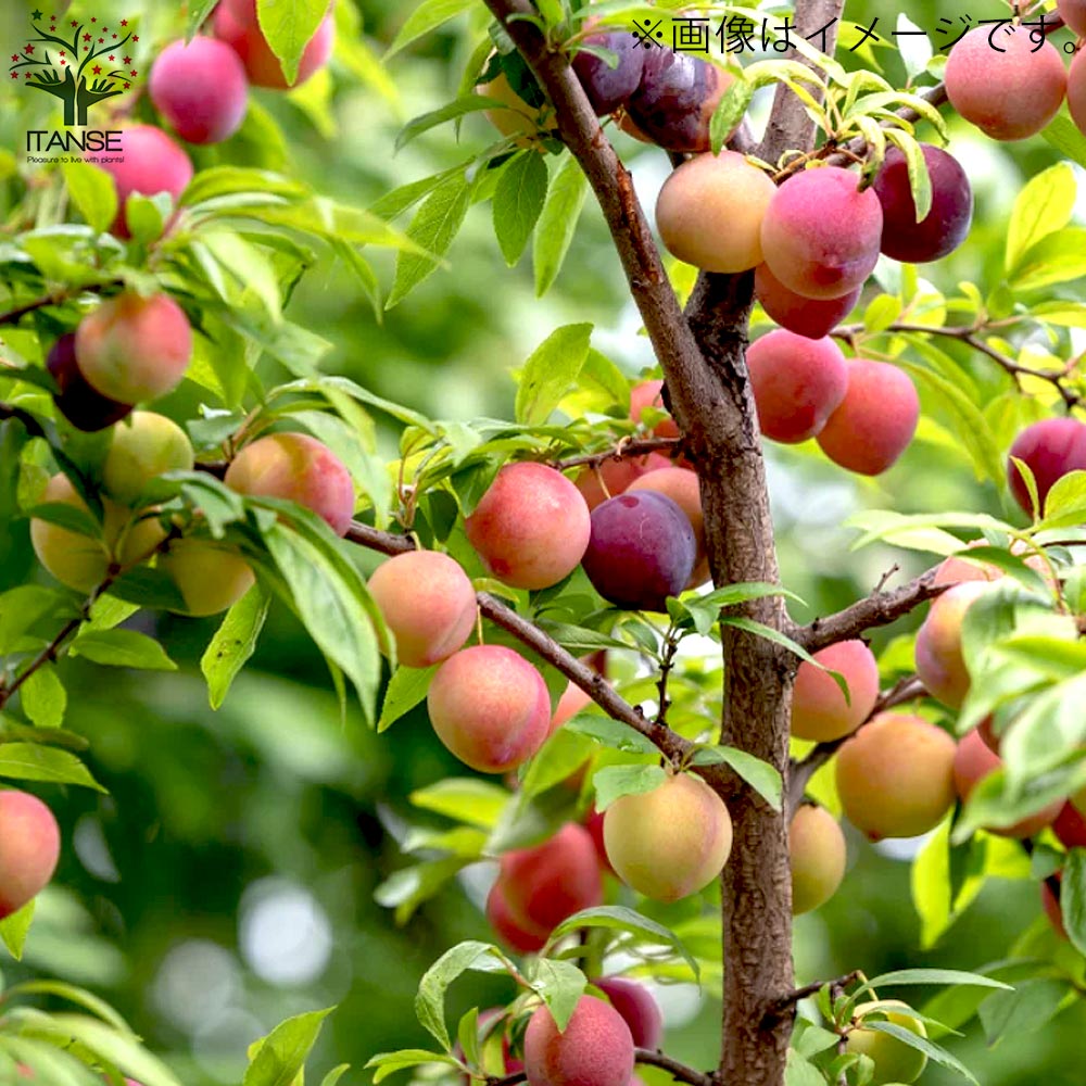 スモモの苗 品種：大石早生【果樹の苗木 4～5号ポット 接木苗／1個売り