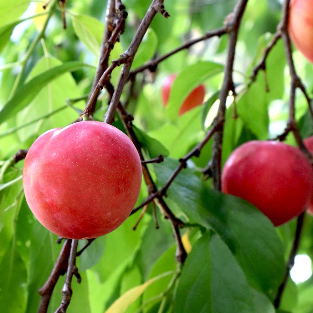 すもも／あんず｜【植物のITANSE】全品送料無料・即出荷!