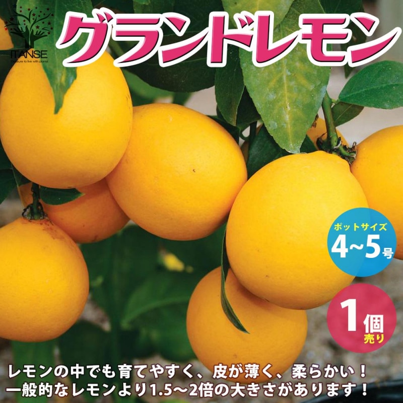 珍しい果物種子!!「イエローパッションフルーツ」花も実も