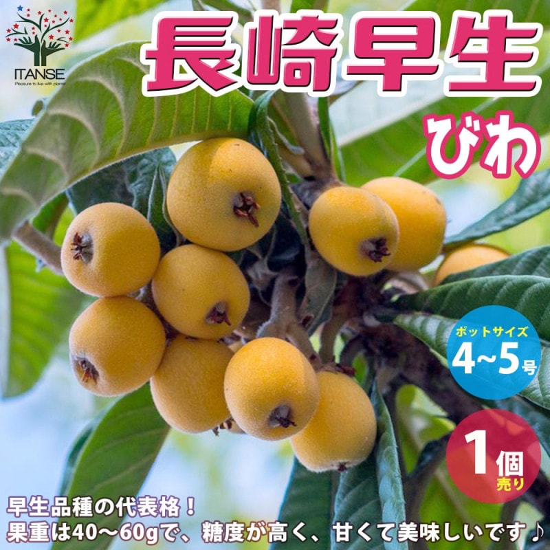 枇杷(びわ)の苗木 品種：クイーン長崎【果樹の苗 13.5cmポット 1年生