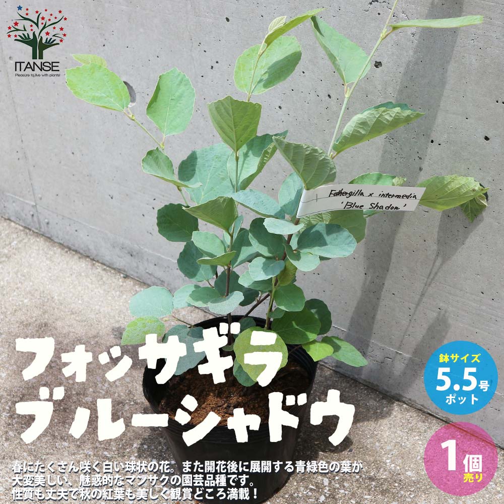 フォッサギラ ブルーシャドウ 【庭木 5.5号ポット／1個売り】｜ 【植物