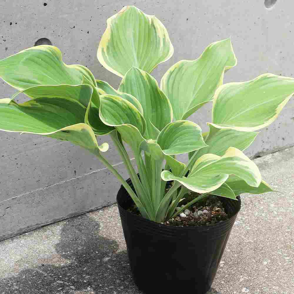ホスタ 寒河江(ギボウシ サガエ)【5.5号ポット 宿根草／1個売り】