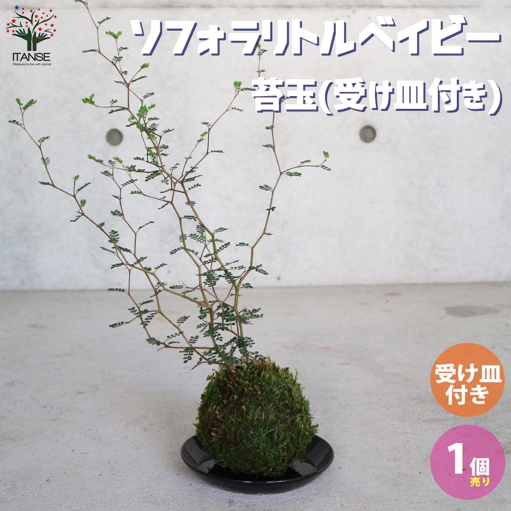 ソフォラ・リトルベイビー【観葉植物 苔玉仕立て(受け皿付き)／1個売り】