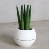 サンスベリア・スタッキー【観葉植物 5号丸鉢／1個売り】|観葉植物