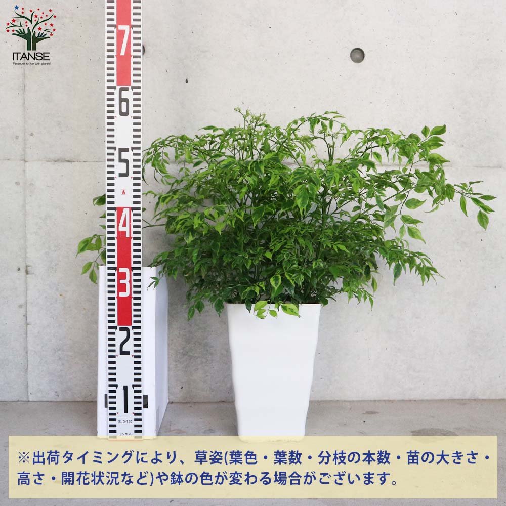 ステレオスペルマム カプリマ 斑入【観葉植物 6号角鉢／1個売り