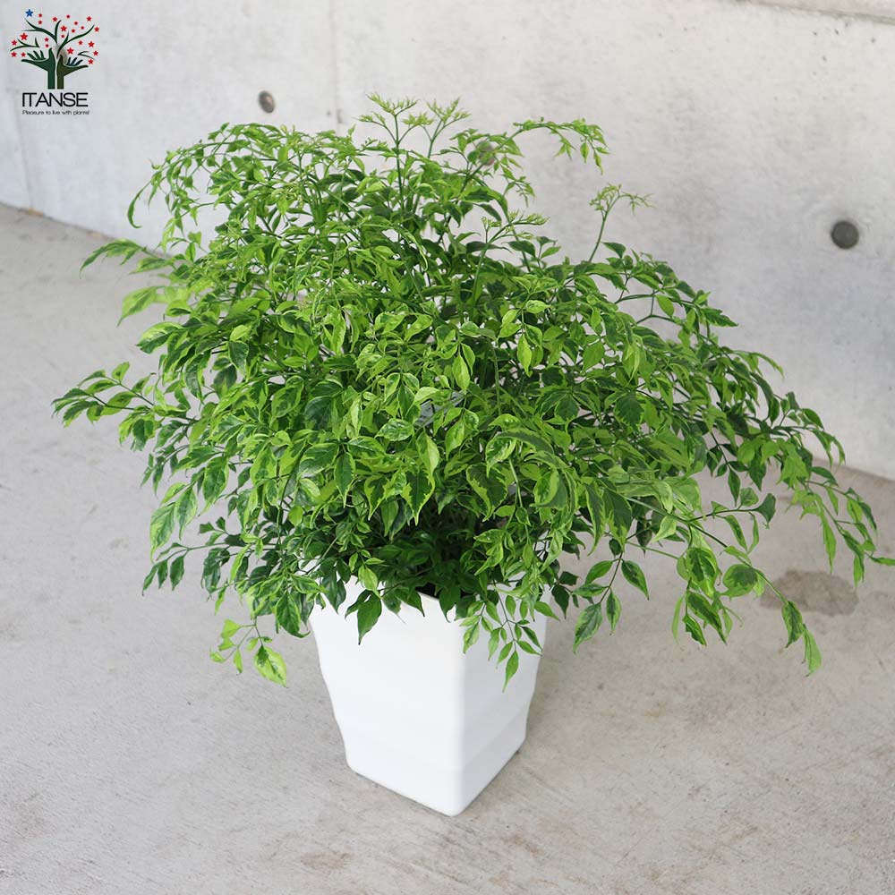 ステレオスペルマム カプリマ 斑入【観葉植物 6号角鉢／1個売り