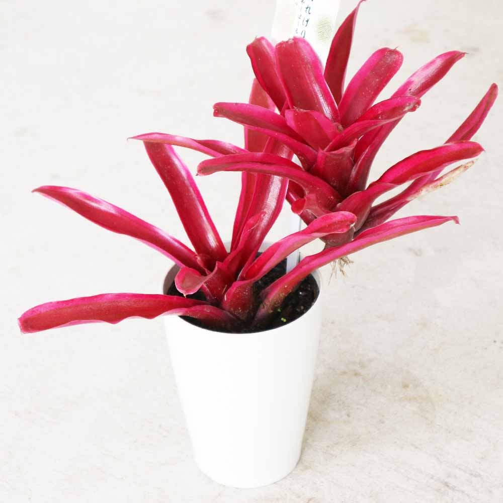 ネオレゲリア・ファイヤーボール【観葉植物 3.5号鉢 熱帯植物／1個売り】